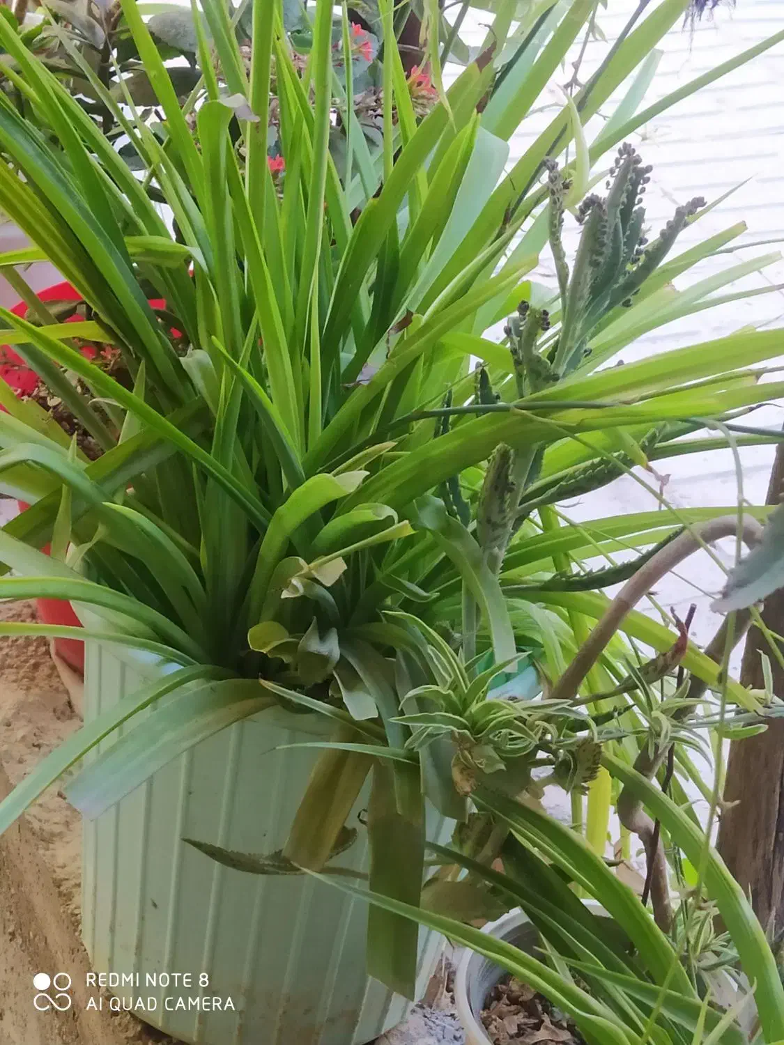 گلدون|گل و گیاه طبیعی|قوچان, |دیوار