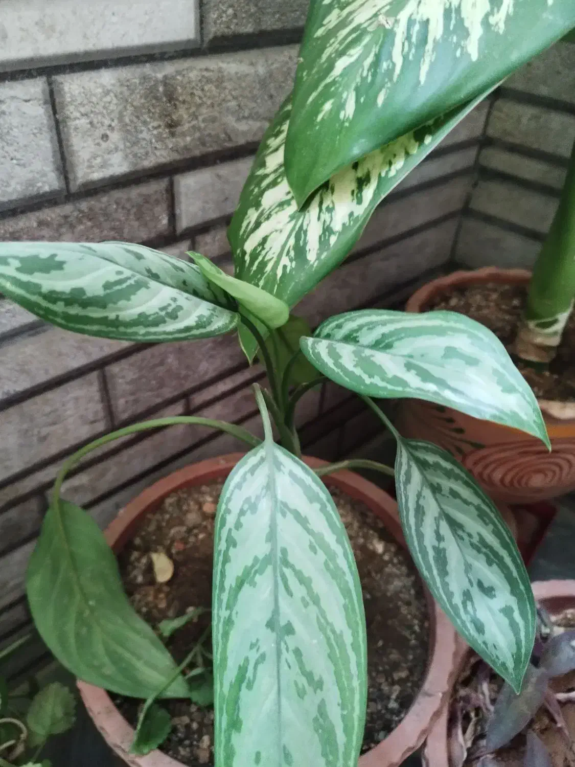 ده تا گل فقط ۵۰۰ دونی ۵۰|گل و گیاه طبیعی|یاسوج, |دیوار