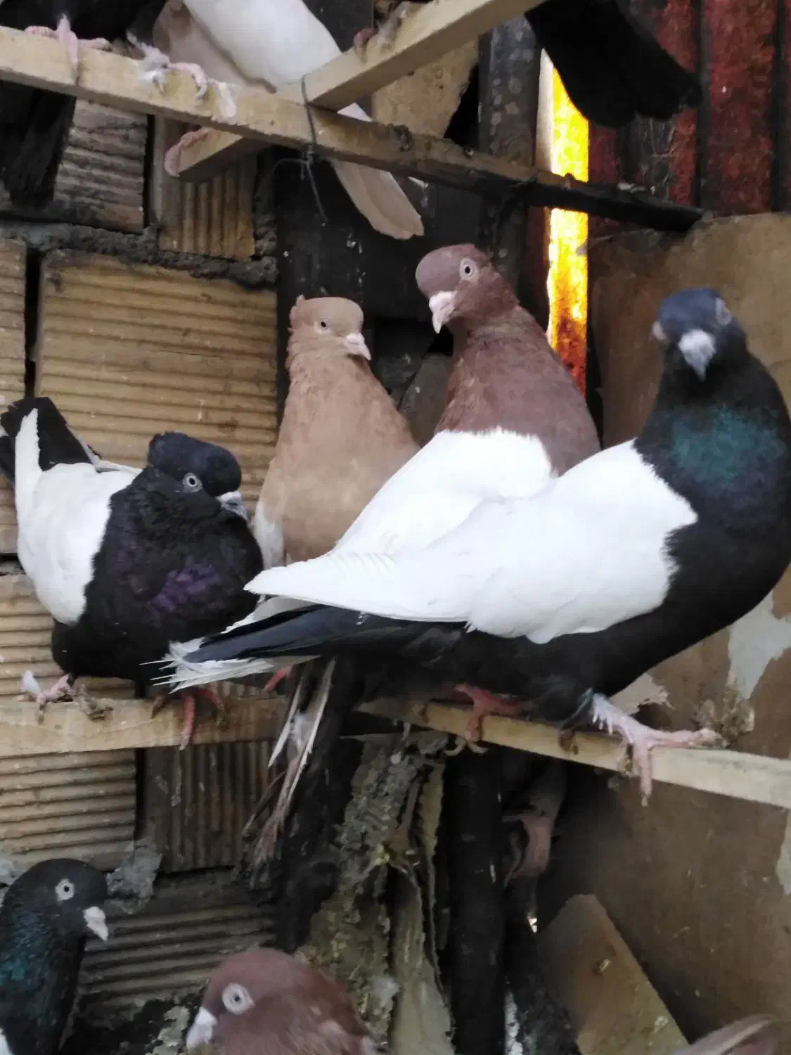 کبوتر رنگی|پرنده|بیستون, |دیوار