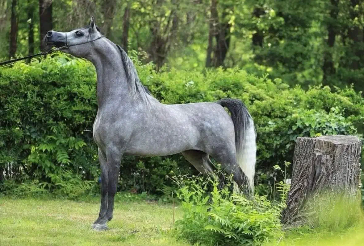 اسب عرب|اسب و تجهیزات اسب‌سواری|کرج, فاز ۴ مهرشهر|دیوار