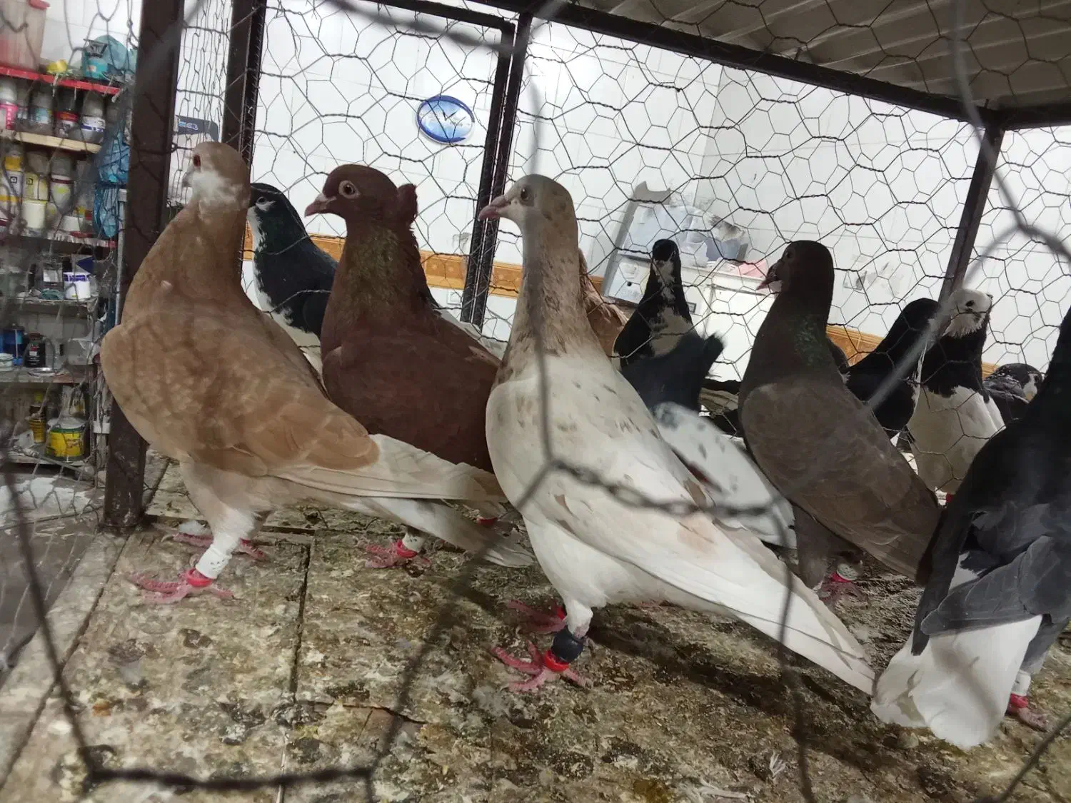 کبوتر|پرنده|قزوین, |دیوار