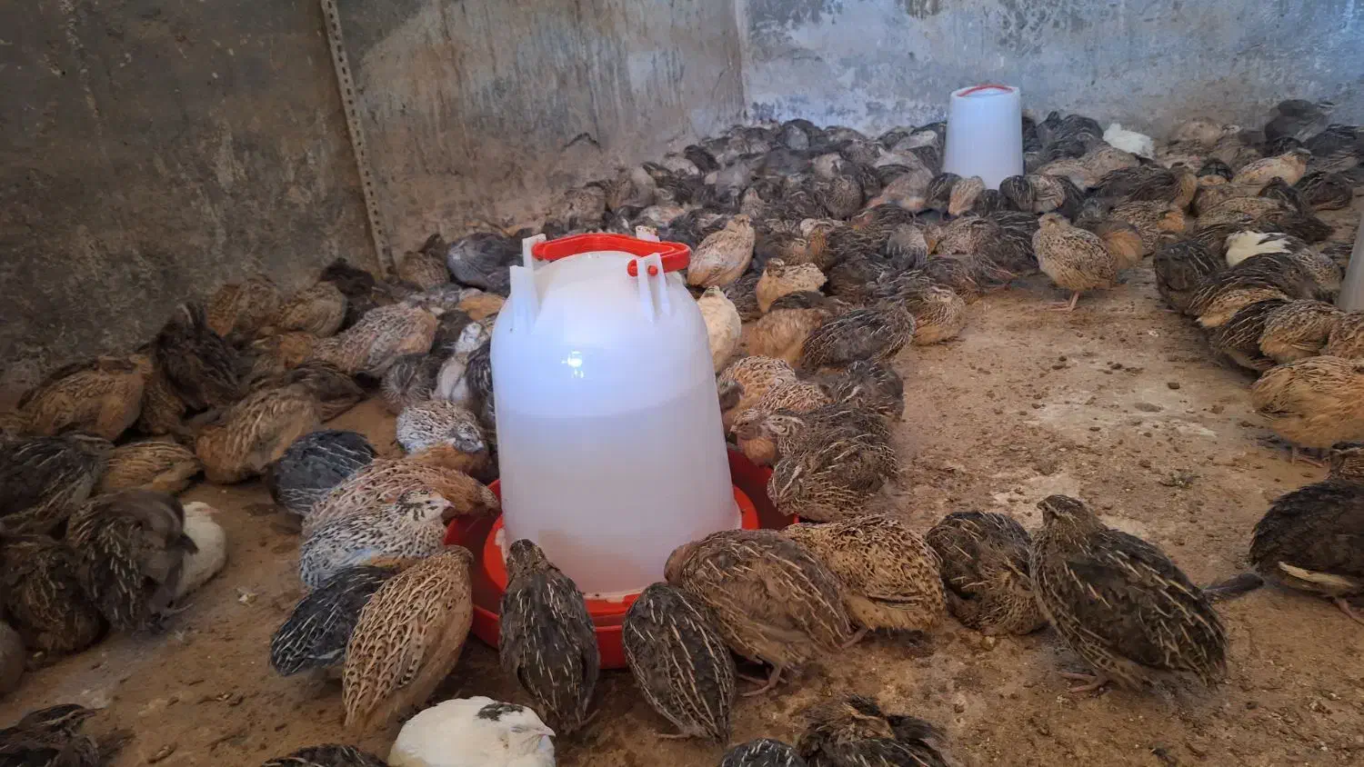 بلدرچین تخم گذار|حیوانات مزرعه|ورزنه, |دیوار