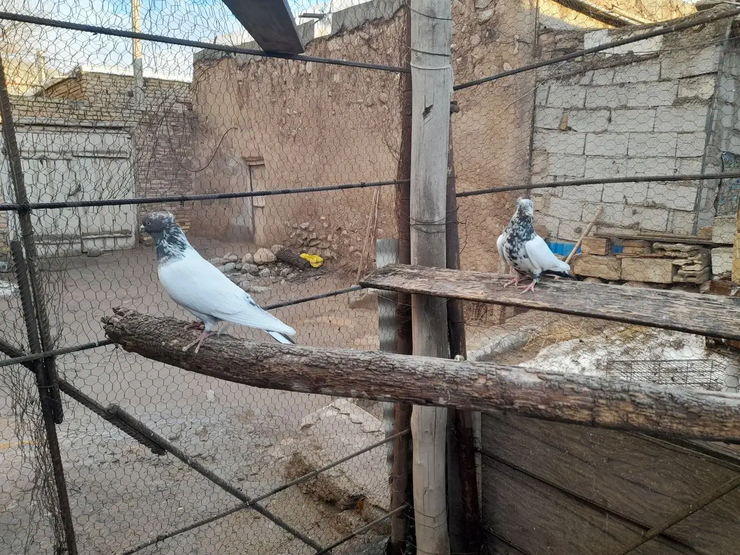 فروشی|پرنده|تبریز, |دیوار