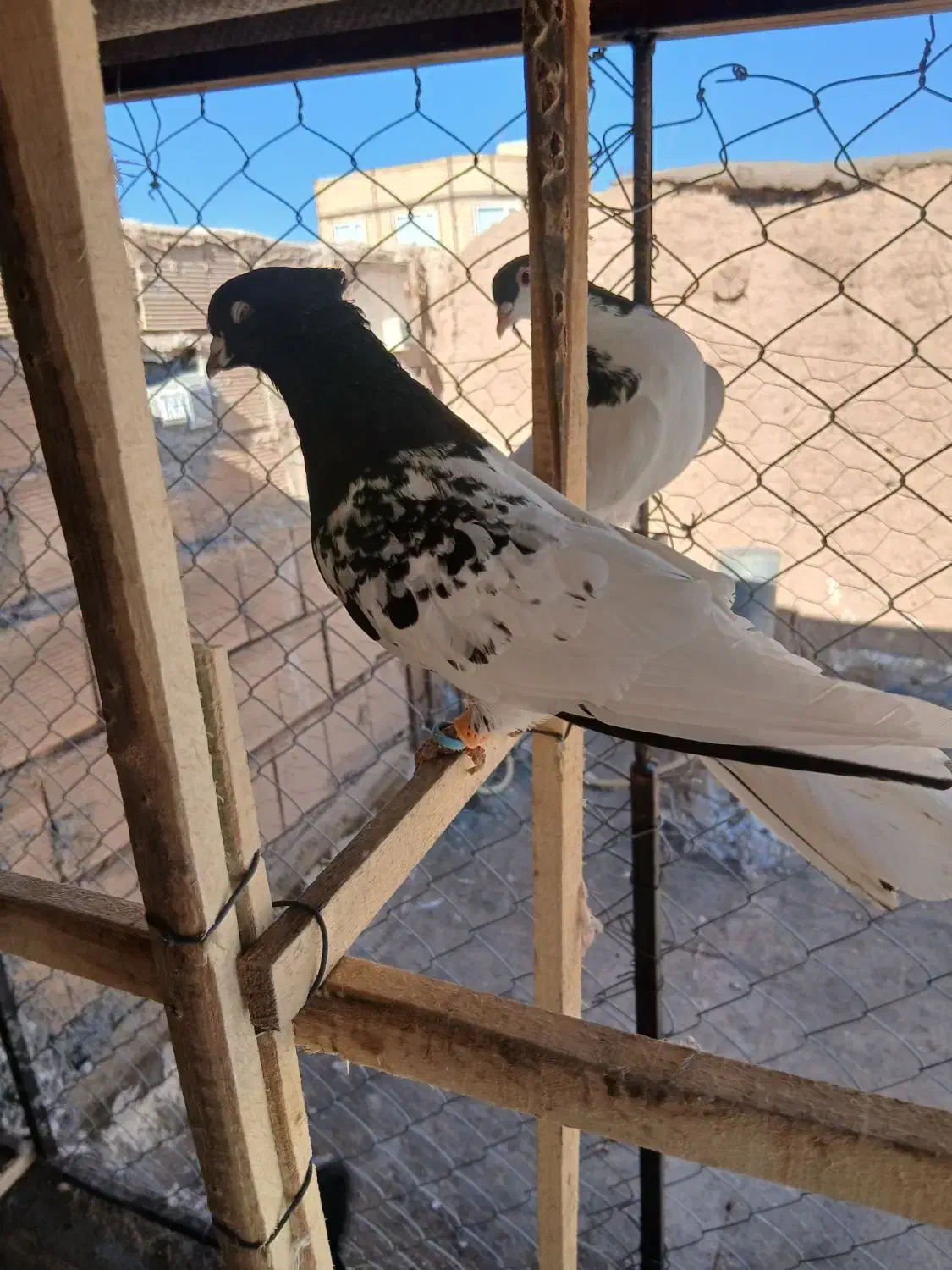 کله سیاه نر|پرنده|الوند, |دیوار