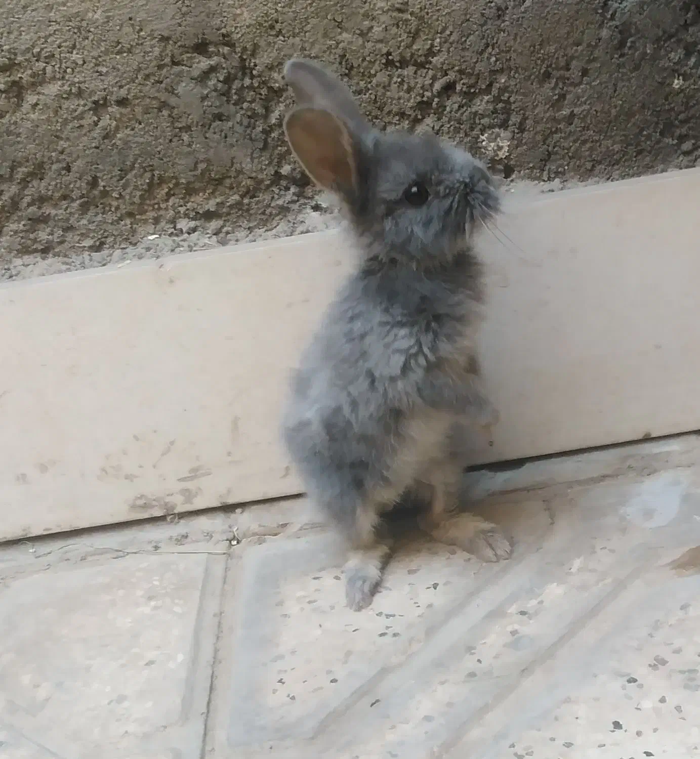 خرگوش مینی لپ مینیاتوری|موش و خرگوش|مشهد, طبرسی شمالی|دیوار