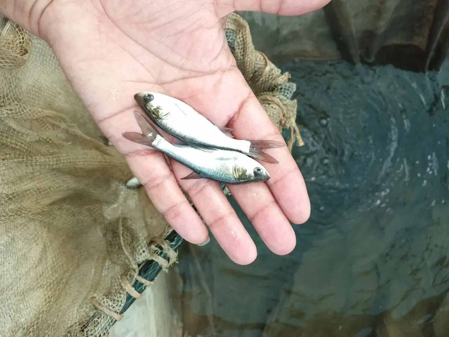 ماهی|ماهی|رشت, شهرک الغدیر|دیوار