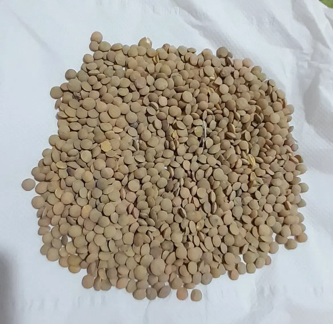 عدسی مغان (جعفرآباد)|خوردنی و آشامیدنی|قشلاق دشت, |دیوار