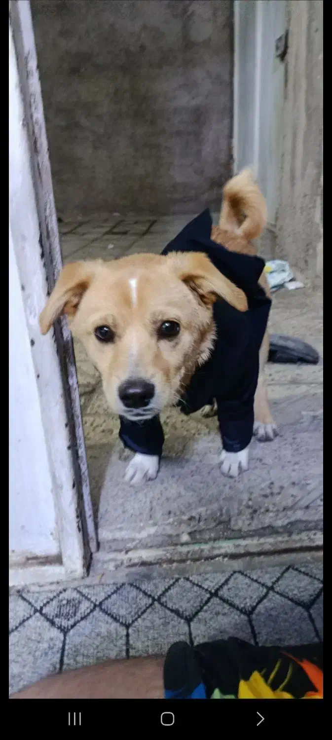 سگ اشپیتس پامریان|سگ|محمدیه-قزوین, |دیوار