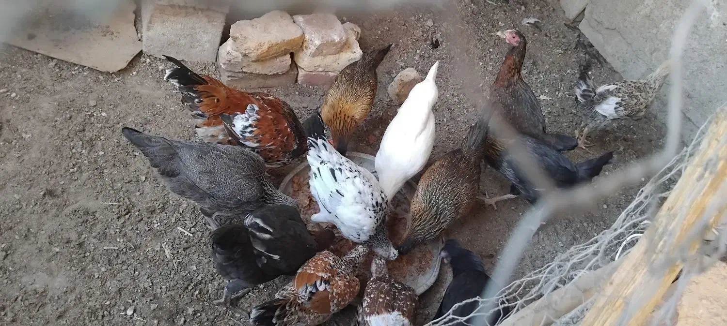 نوچه مرغ|حیوانات مزرعه|خمک, |دیوار