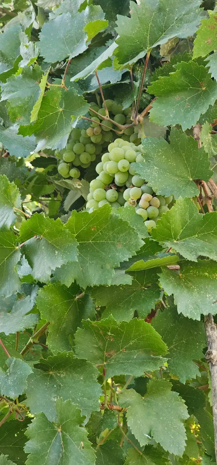 نگهبان خانه روستایی|استخدام سرایداری و نظافت|پاتاوه, |دیوار