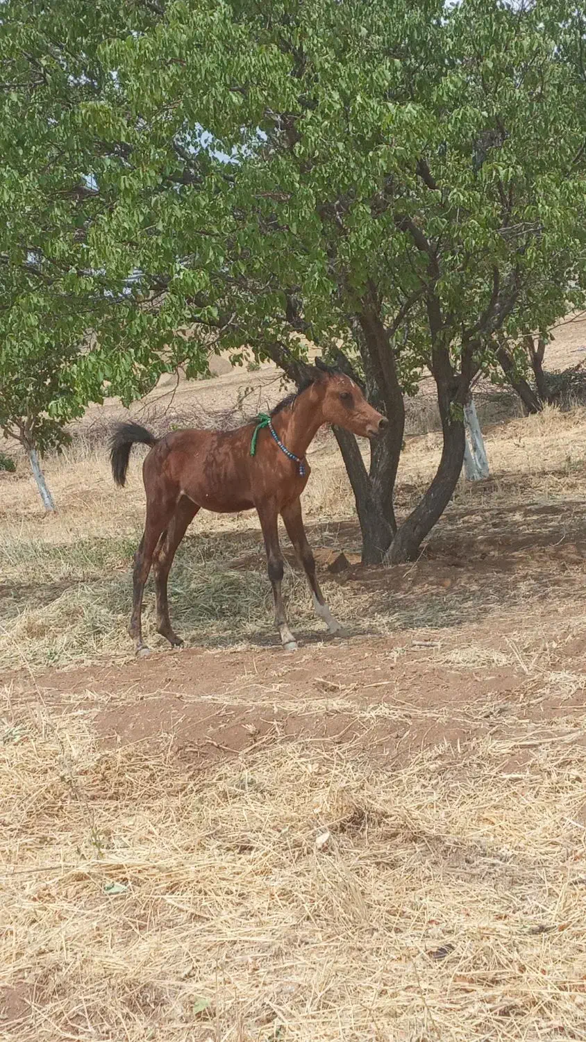 کره مادیان عرب خالص|اسب و تجهیزات اسبسواری|خرمآباد, |دیوار