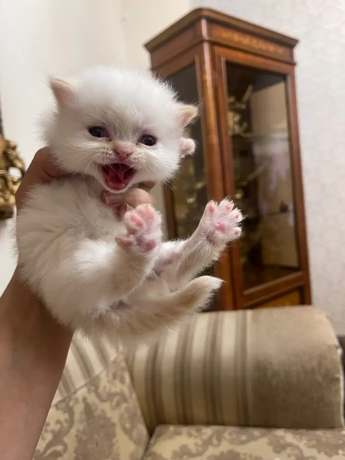 پرشین|گربه|تبریز, |دیوار