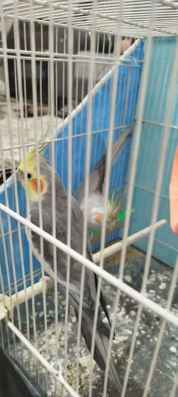 عروس هلندی|پرنده|مشهد, شهید بصیر|دیوار