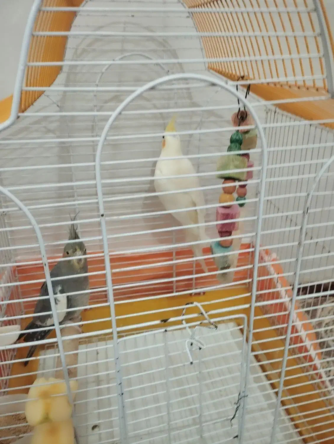 جفت عروس هلندی|پرنده|بندرعباس, |دیوار