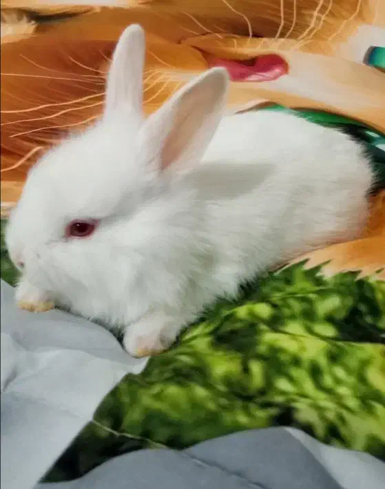 فروش خرگوش های چشم شرابی نژاد دار|موش و خرگوش|یزد, |دیوار