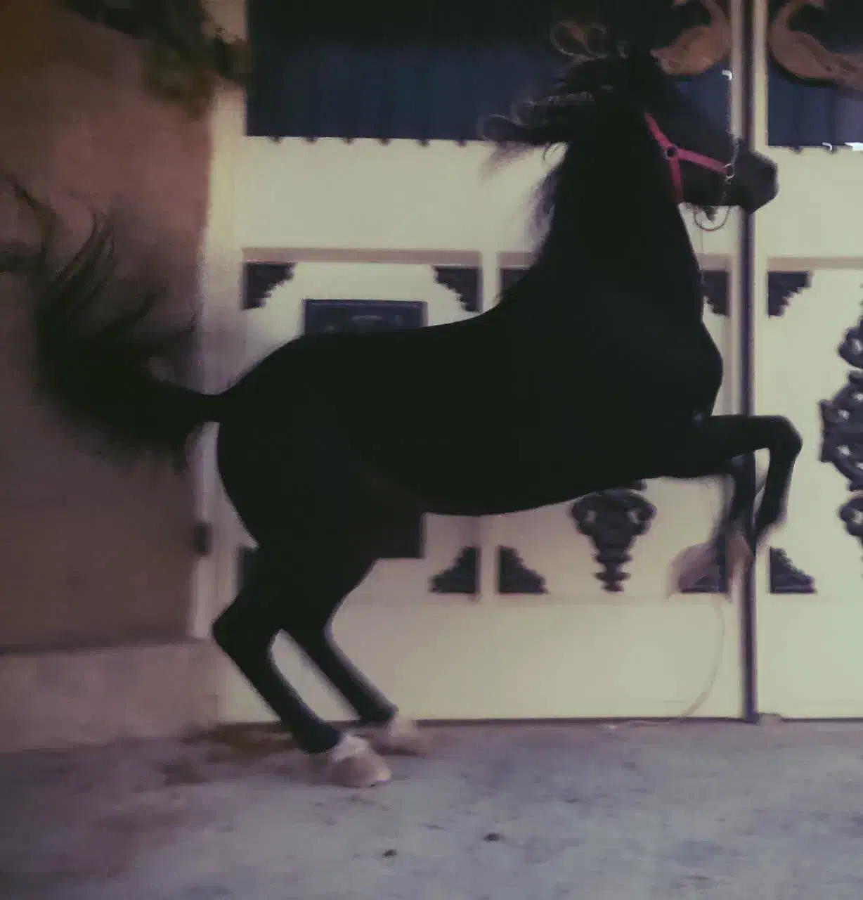 قیماق کرد خالص|اسب و تجهیزات اسب‌سواری|فولادشهر, سایت صنعتی کاوه|دیوار