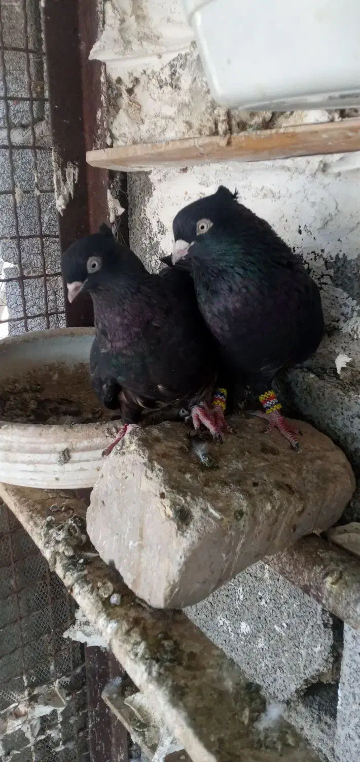 چندجفت کفترزاغ کلافه وزاغ صرب درجه یک|پرنده|جیرفت, |دیوار