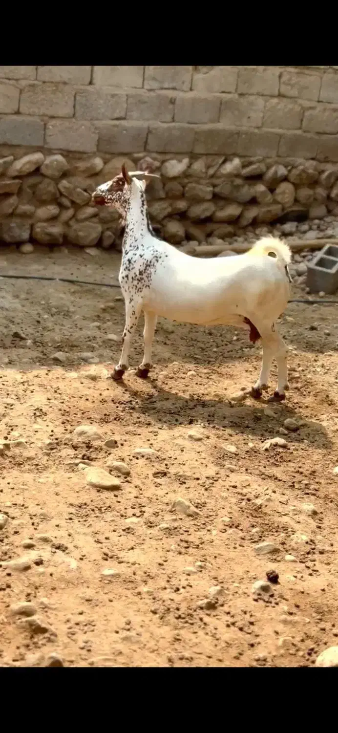 بزغاله خالص|حیوانات مزرعه|سنندج, |دیوار