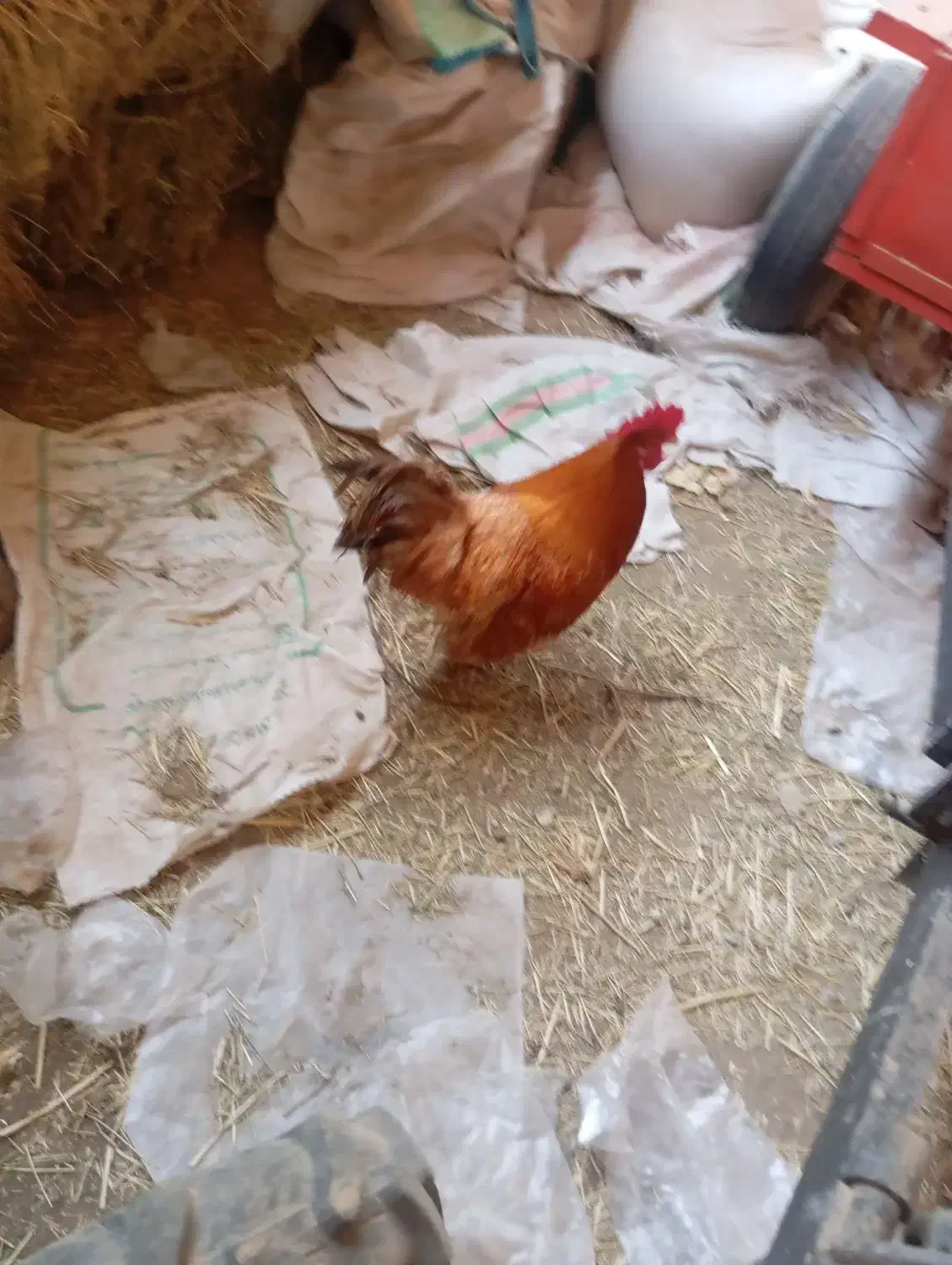 خروس پاپر نژاد برهما چاق سنگین وزن|حیوانات مزرعه|محمدیه-قزوین, |دیوار