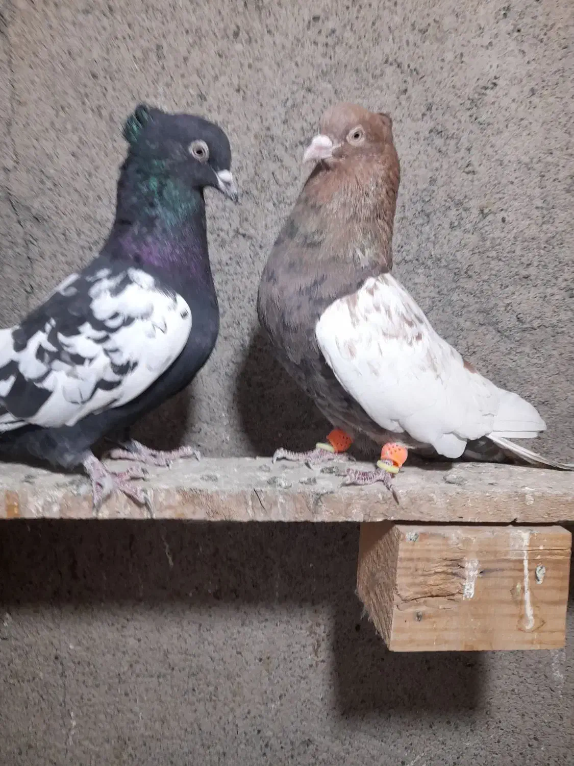 چندجفت رنگه مقبول|پرنده|مشهد, فارغ التحصیلان|دیوار