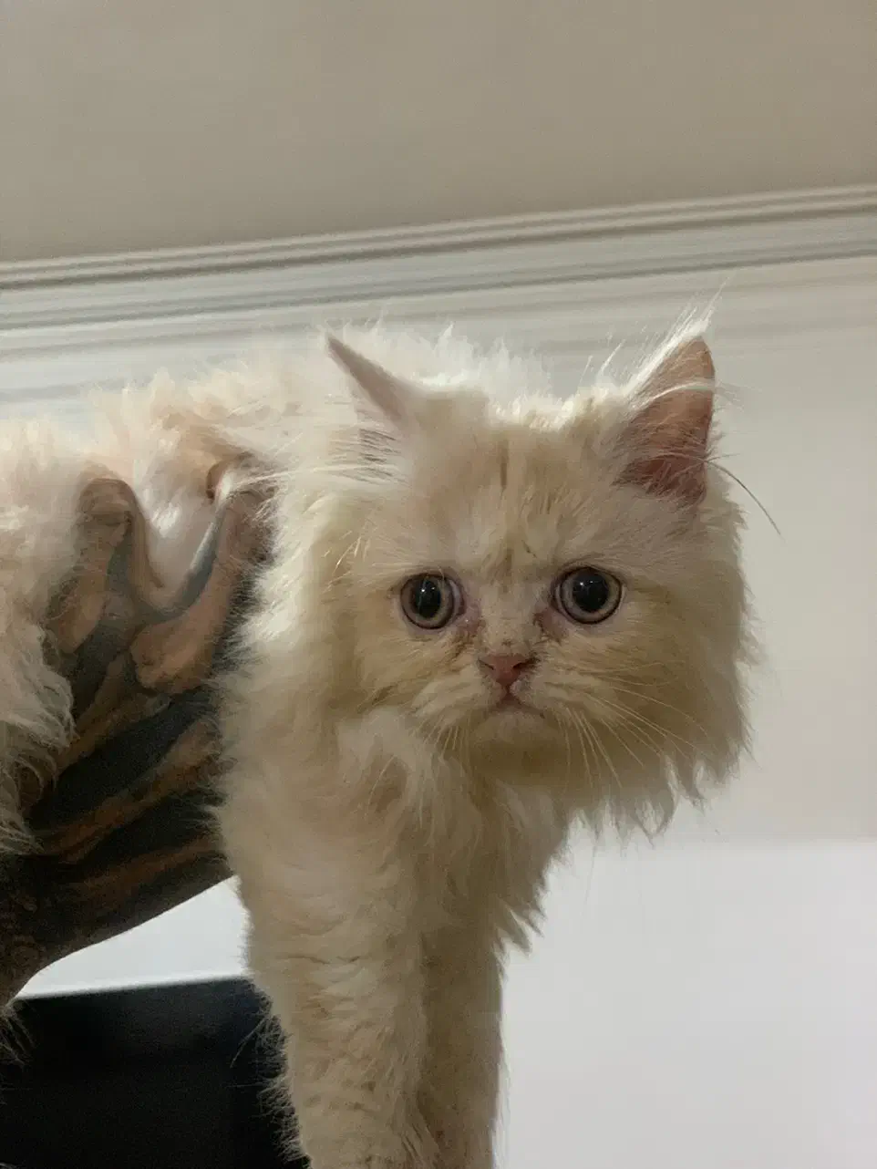 توله پرشین اصل ماده|گربه|رشت, آب و برق|دیوار