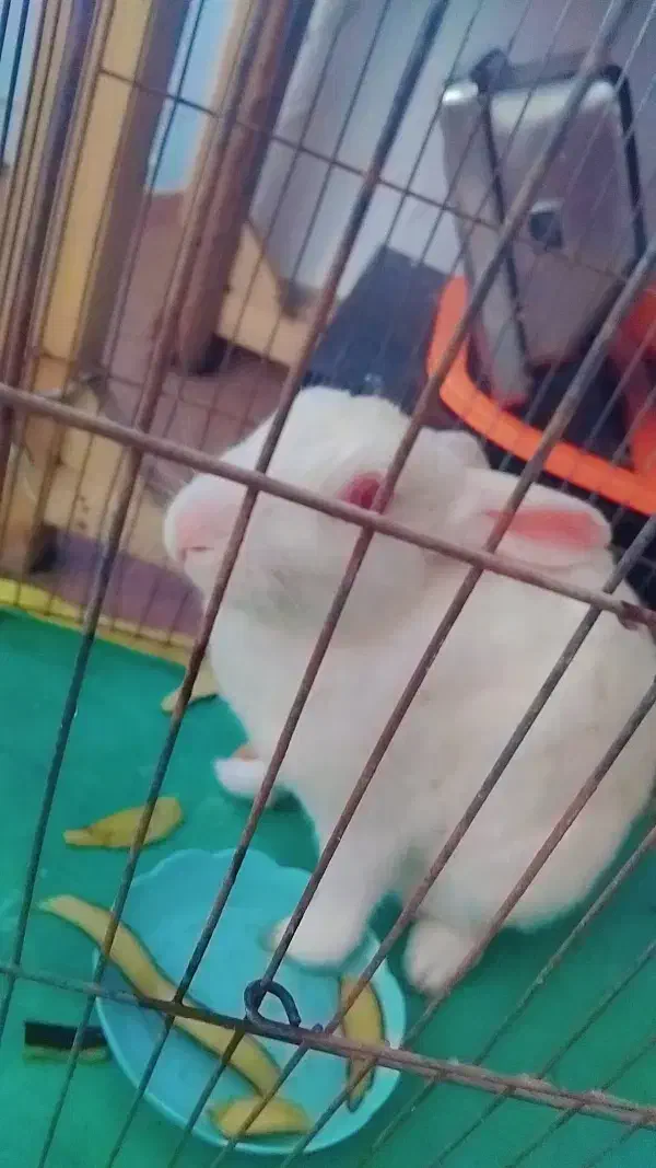 خرگوش|موش و خرگوش|شیروان (خراسان), |دیوار