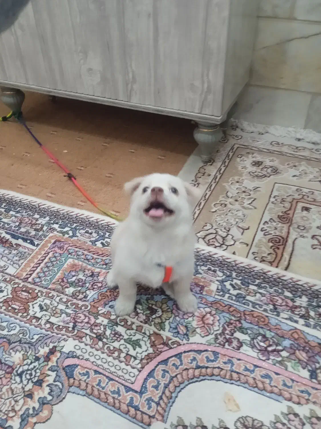 سگ اپارتمانی|سگ|بروجرد, |دیوار