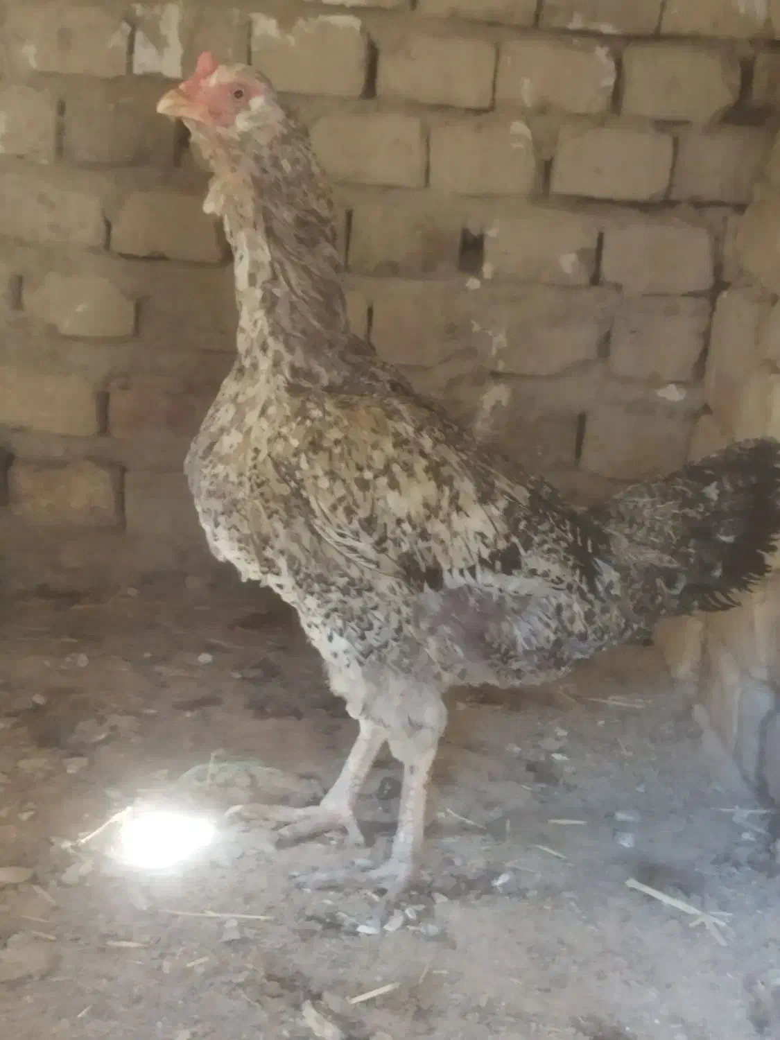 مرغ|حیوانات مزرعه|سراوان, |دیوار