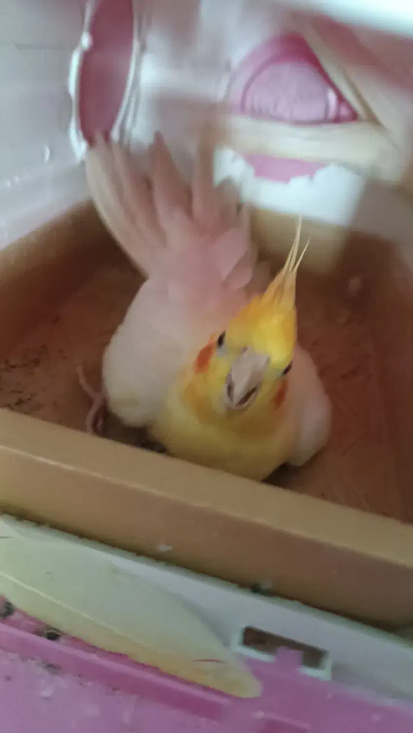 عروس هلندی|پرنده|قم, تولید دارو و یخچال|دیوار