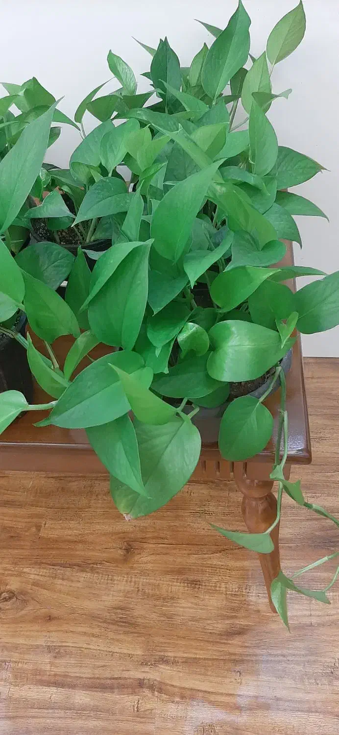 گل پتوس|گل و گیاه طبیعی|پرند, فاز ۳|دیوار