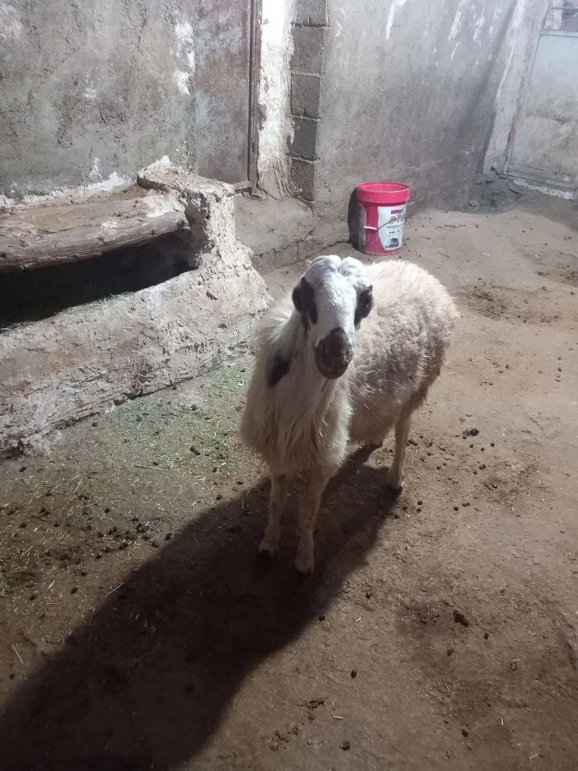 ۱۸ملیون|حیوانات مزرعه|حسین آباد, |دیوار