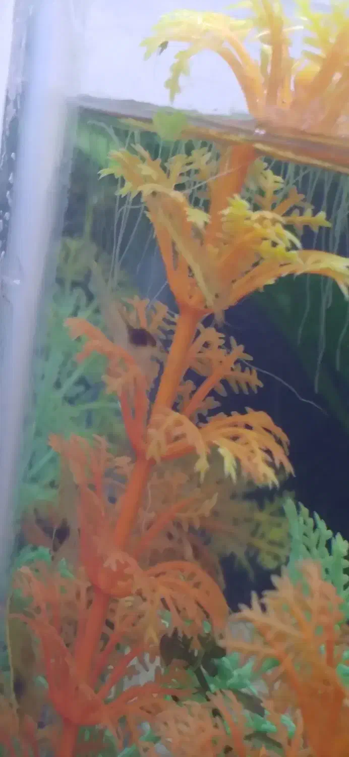 ماهی|ماهی|قزوین, |دیوار