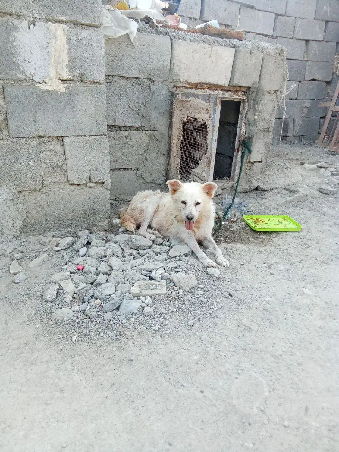 سگ اشپیز|سگ|هرمز, |دیوار