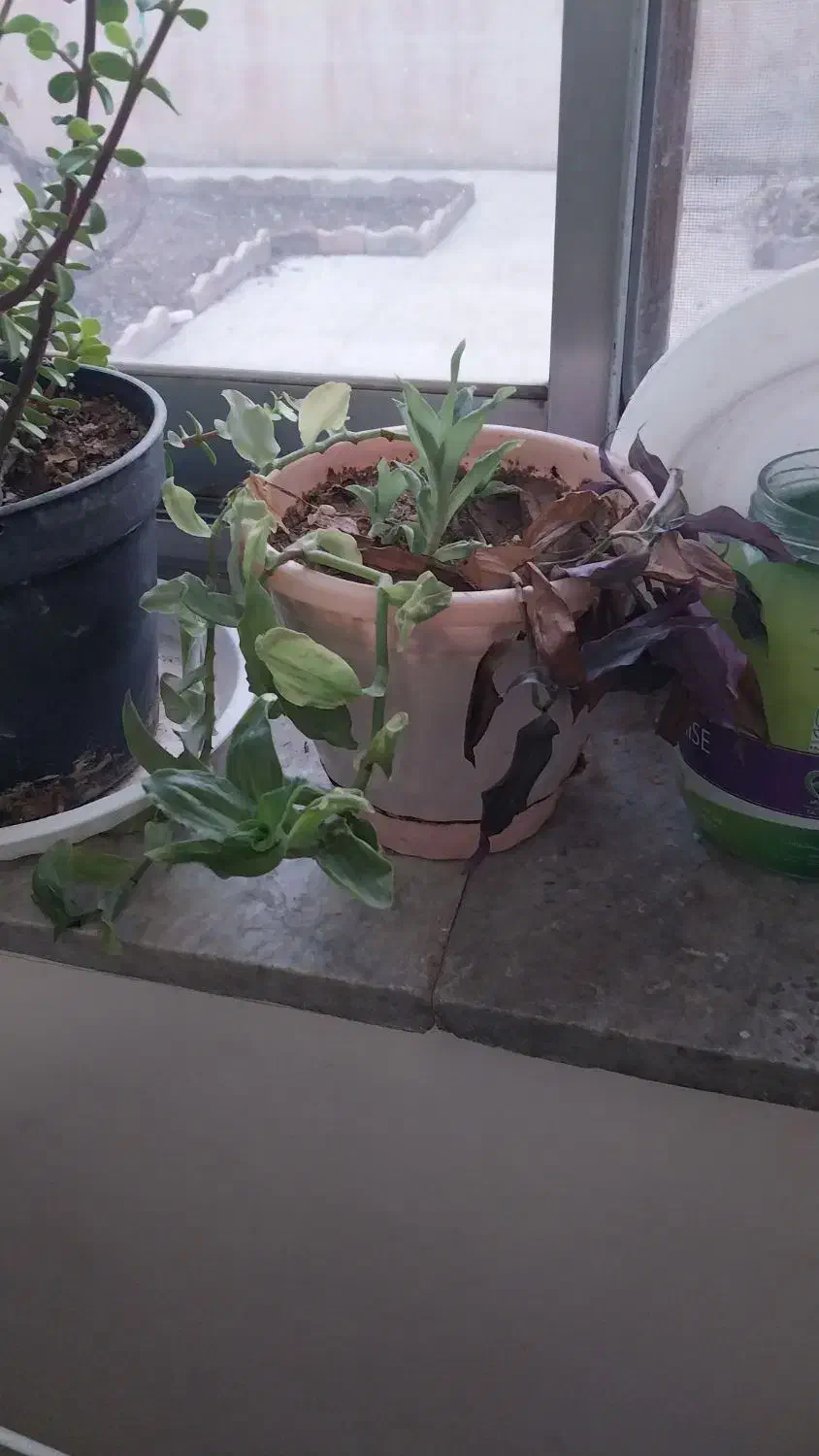 گل با گلدان|گل و گیاه طبیعی|محمدیه-قزوین, |دیوار