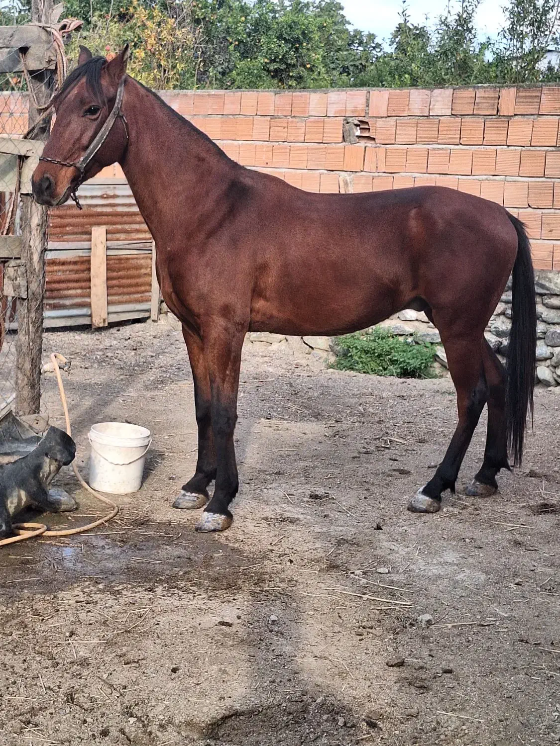 اسب نریون کهر|اسب و تجهیزات اسبسواری|کردکوی, |دیوار