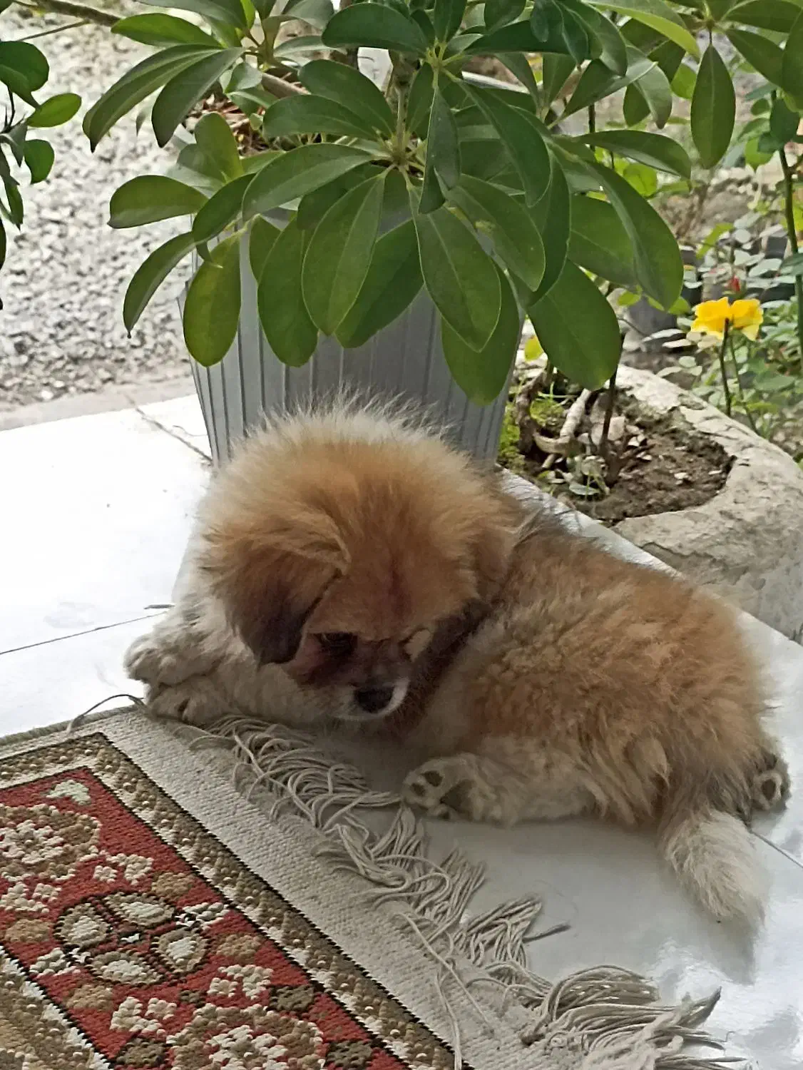 واگذاری میکس امپریال و پامر|سگ|شیرود, |دیوار