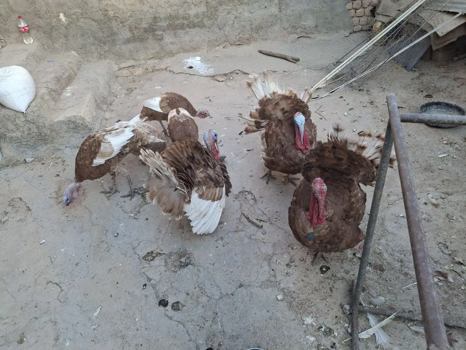 بوق چاق|حیوانات مزرعه|سرپل ذهاب, |دیوار