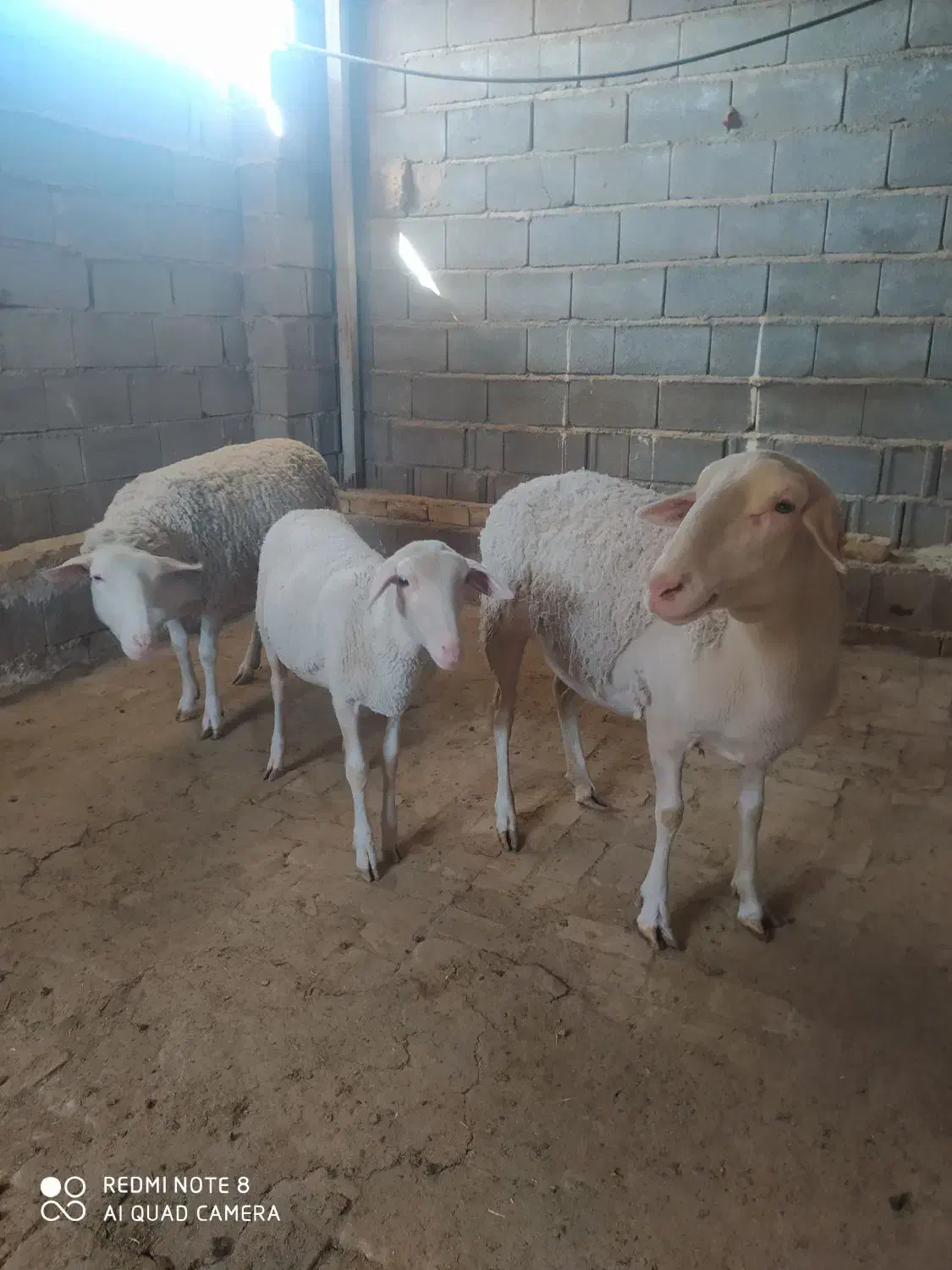 گوسفند ماده لاکن|حیوانات مزرعه|همایجان, |دیوار