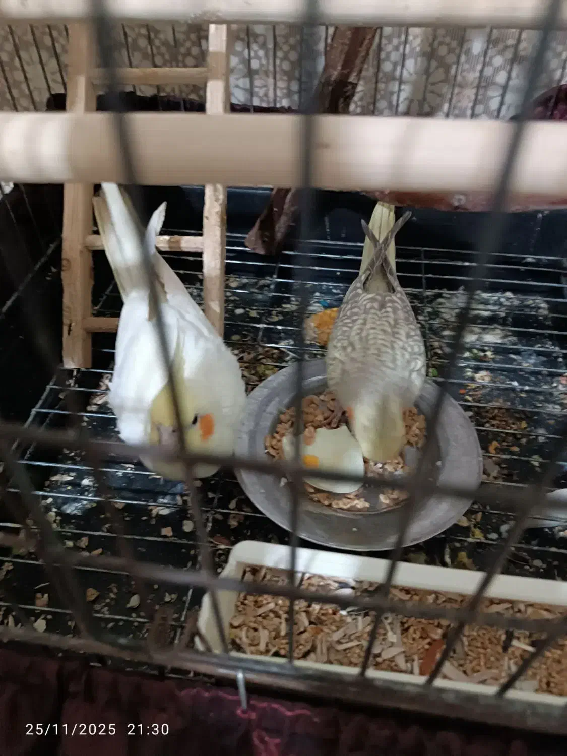 پرنده عروس هلندی|پرنده|چهارباغ, |دیوار