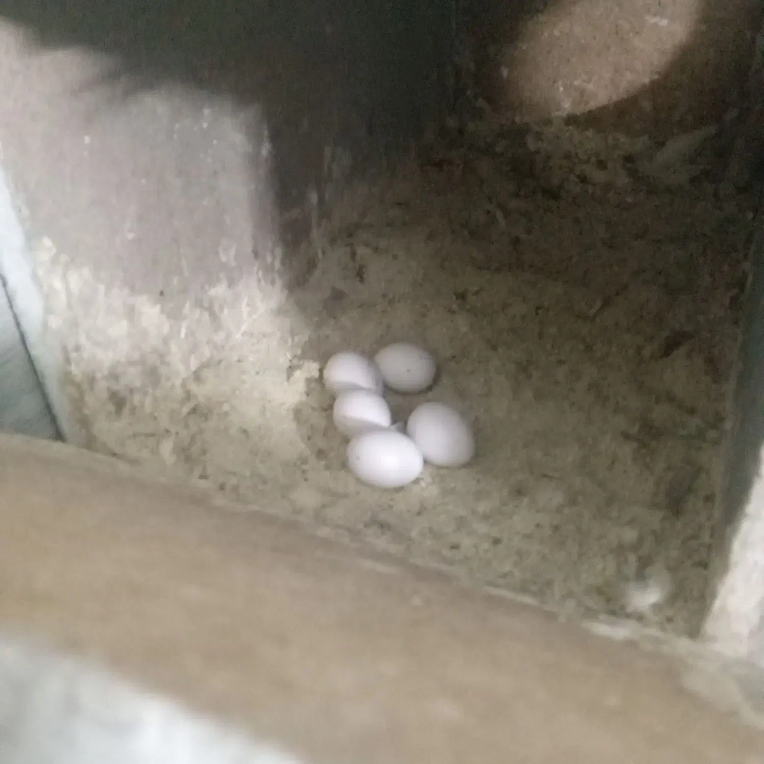 عروس هلندی مولد|پرنده|باقرشهر, |دیوار