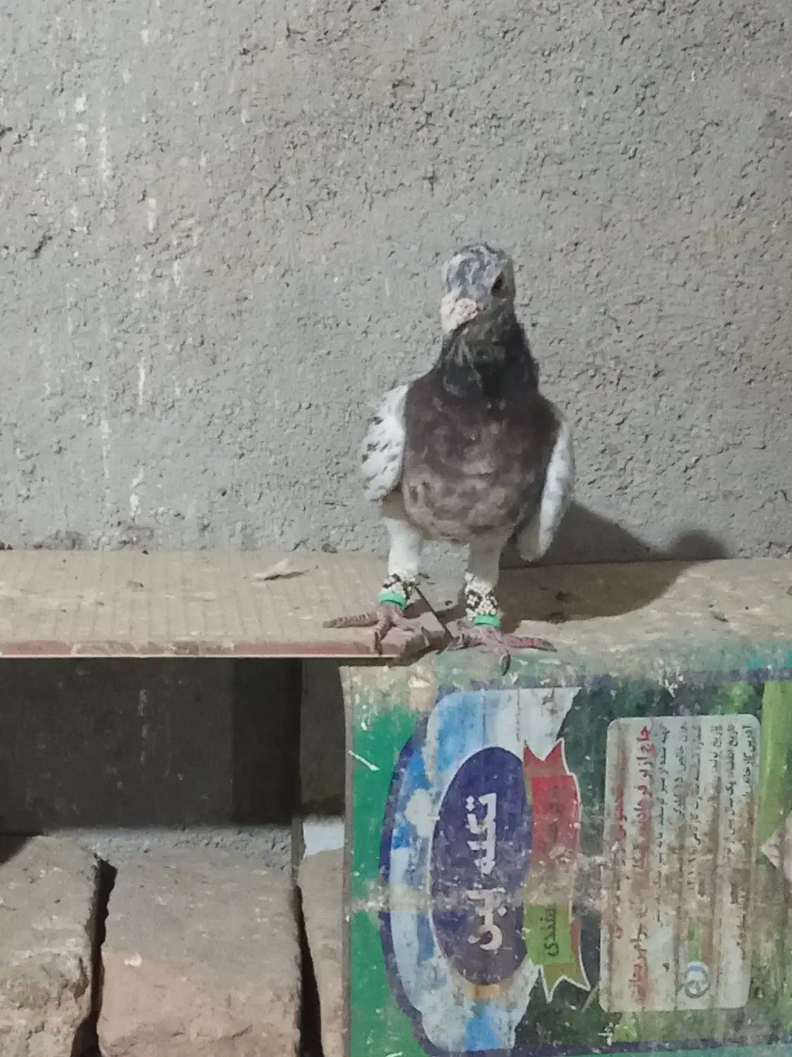 کبوتر|پرنده|نیشابور, شهید بهشتی|دیوار