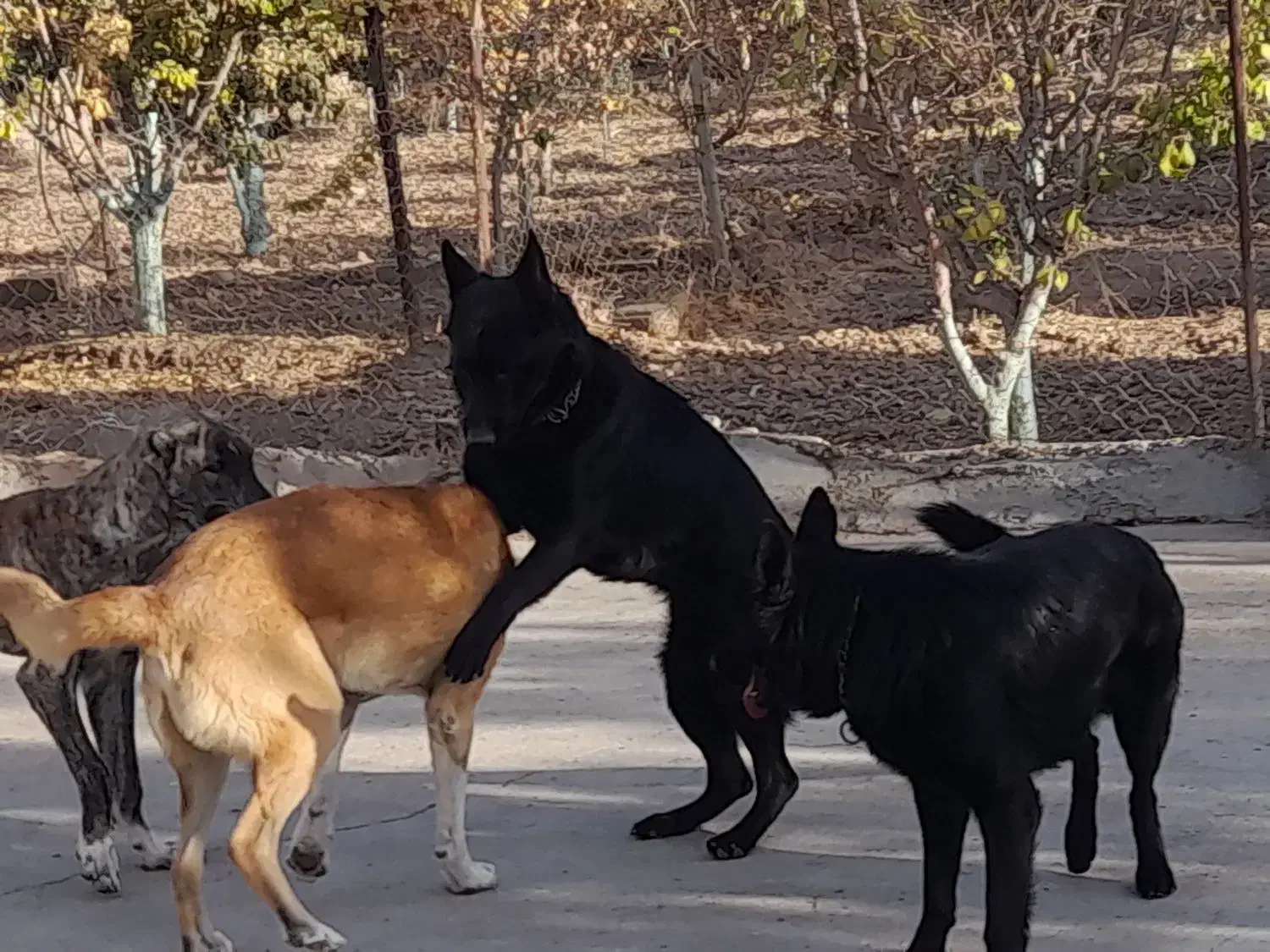 ژرمن بلک|سگ|نیشابور, فضل|دیوار