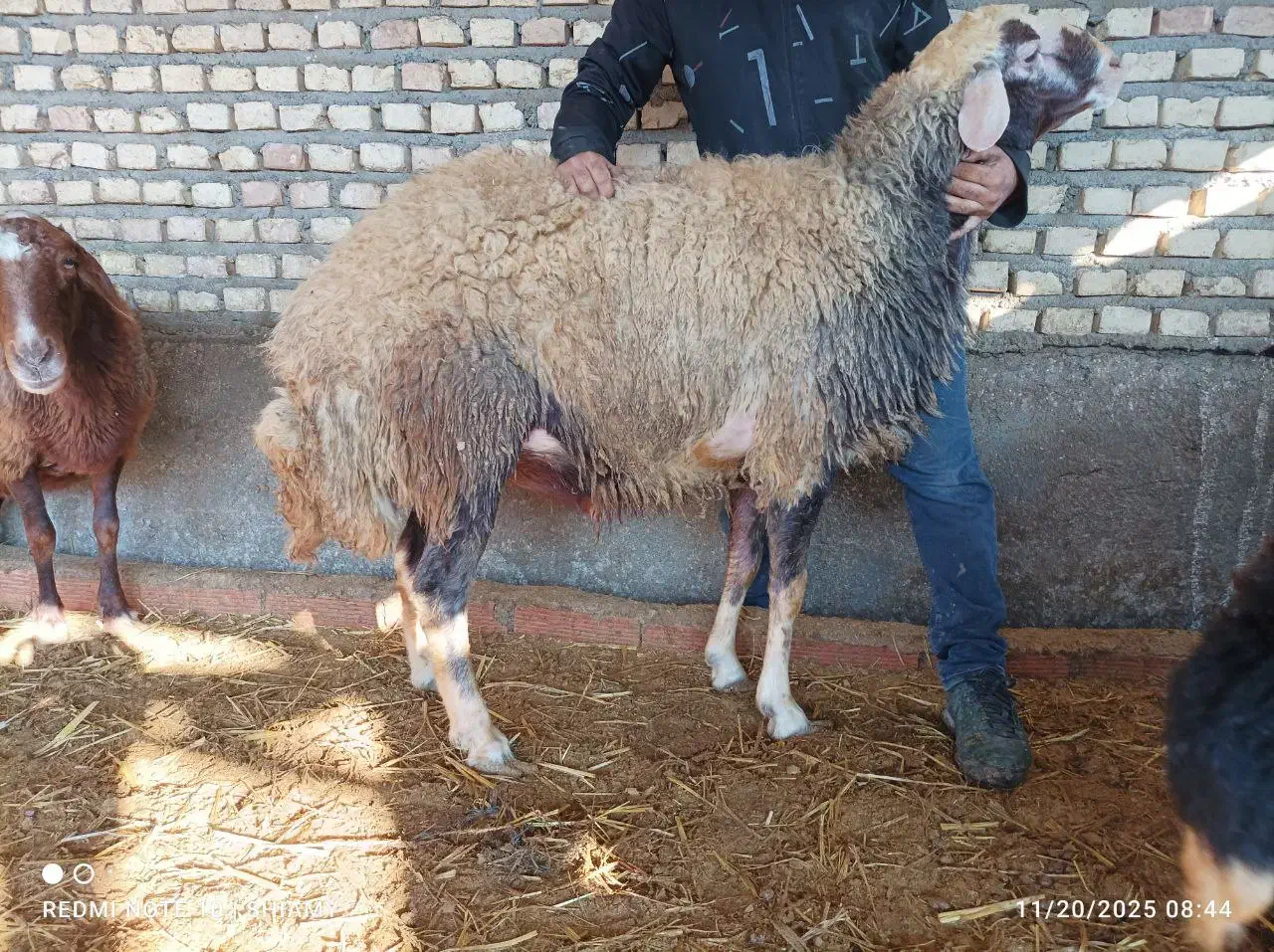 قوچ و بره قوچ|حیوانات مزرعه|بهشهر, |دیوار