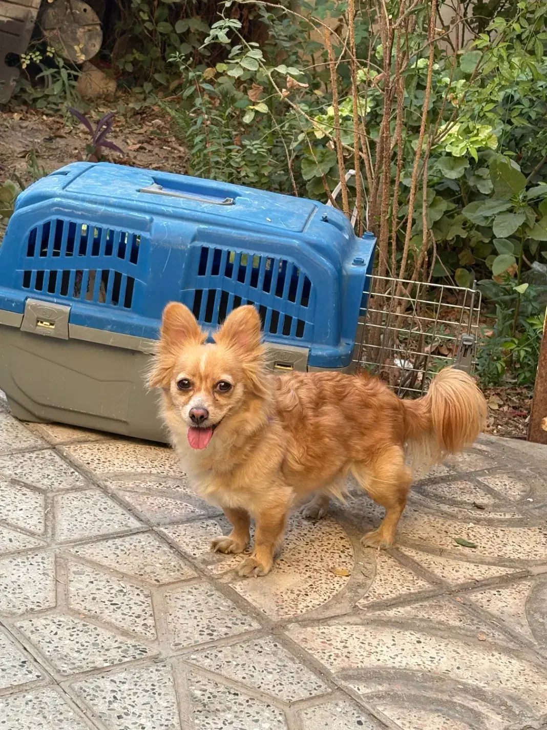 سگ پامر روباهی|سگ|رباط‌کریم, رباط‌کریم|دیوار