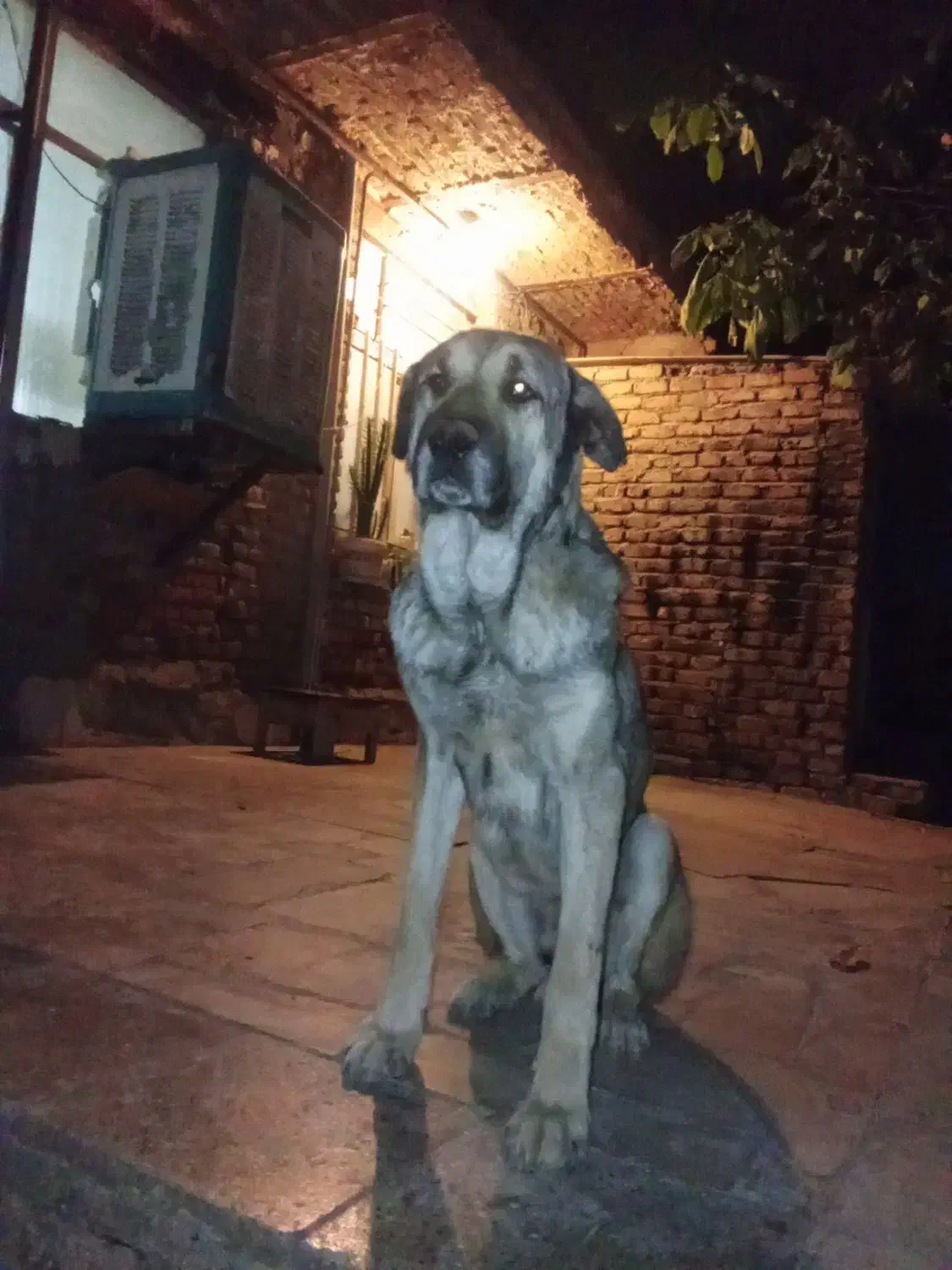 سگ پژدر|سگ|شیروان (لرستان), |دیوار