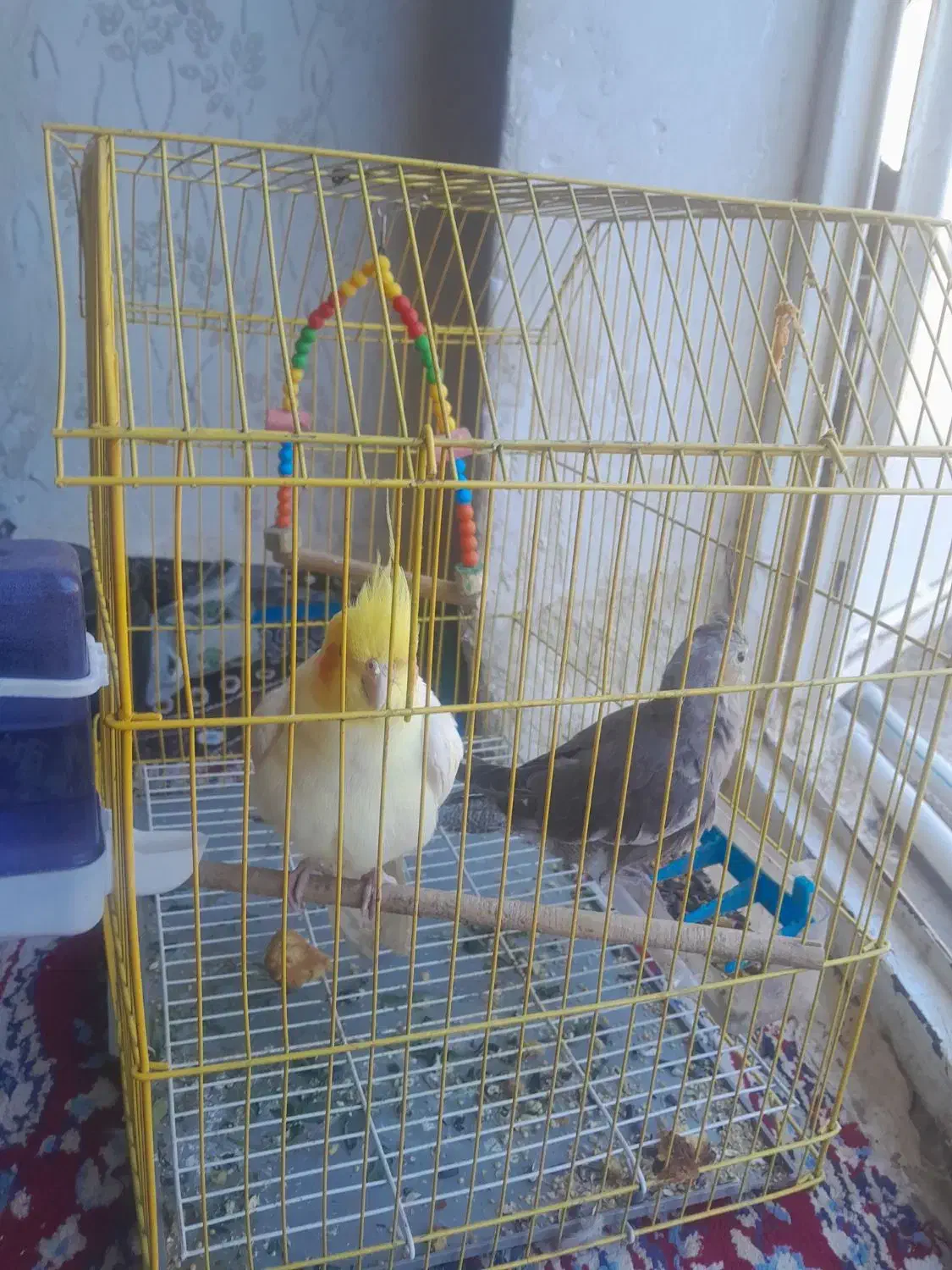 نر ماده عروس هلندی درهویزه|پرنده|سوسنگرد, |دیوار