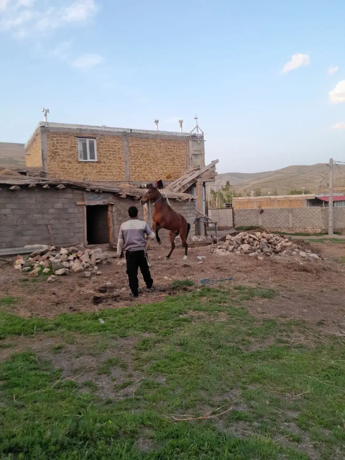 اسب مادیان|اسب و تجهیزات اسبسواری|خلخال, |دیوار