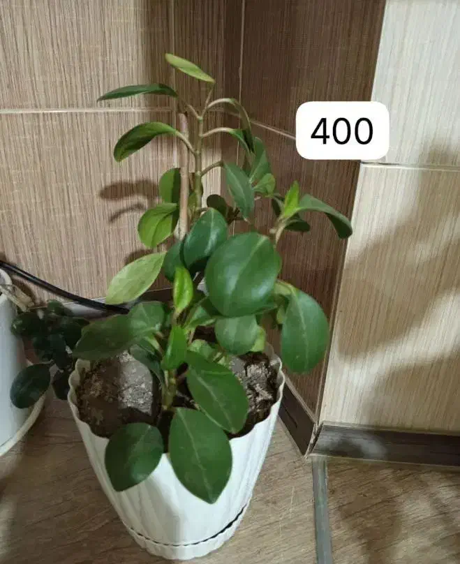 گل آپارتمان طبیعی|گل و گیاه طبیعی|پردیس, فاز ۴|دیوار