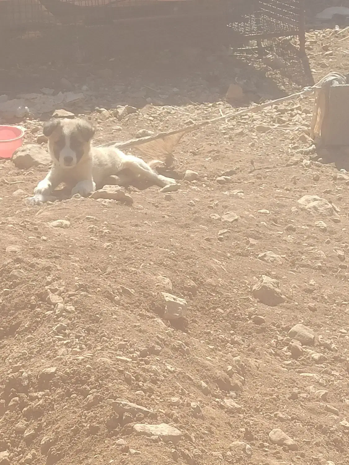 ۲عدد سگ ماده.|سگ|چیتاب, |دیوار