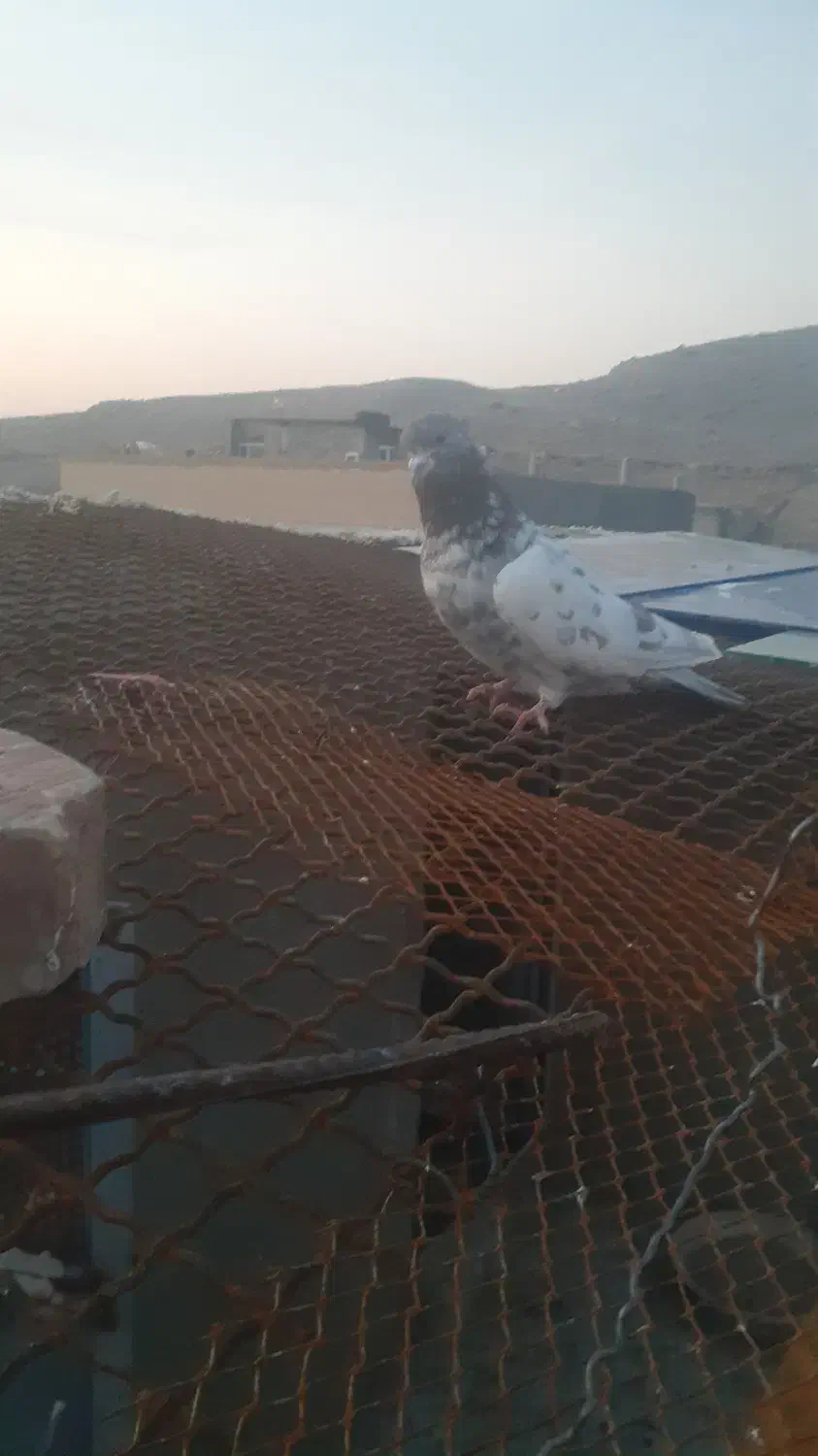 کفتر|پرنده|اسکو, |دیوار